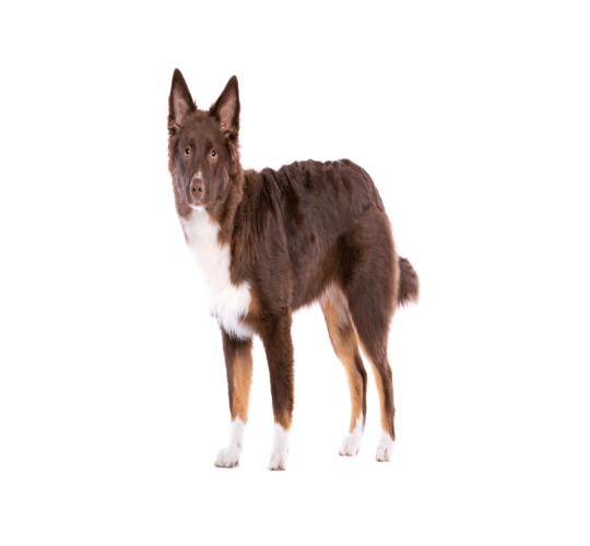 Miniature American Shepherd