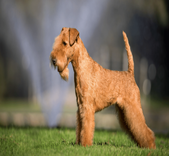 Lakeland Terrier