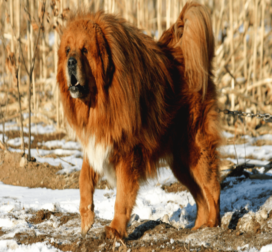 Tibetan Mastiff