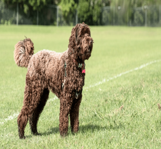 Labradoodle