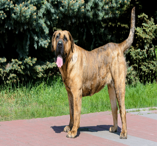 Presa Canario