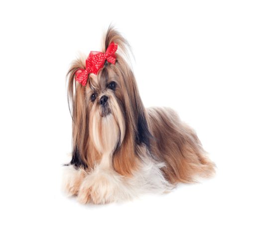 Shih Tzu