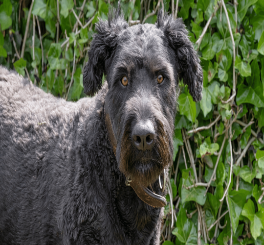 Bouvier des Flandres