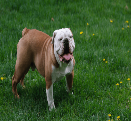 Alapaha Blue Blood Bulldog