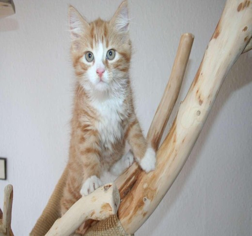 Maine Coon kittens for sale