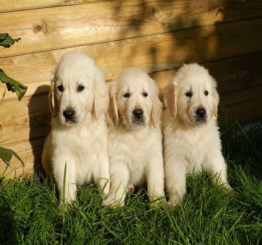 Golden Retriever For Sale