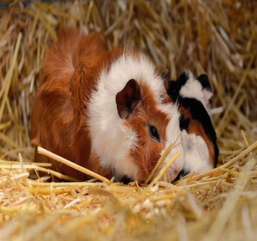 Abyssinian Guinea Pigs for sale