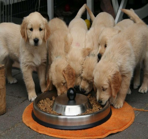 Golden Retriever For Sale