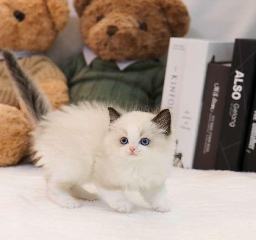 Ragdoll kittens for sale