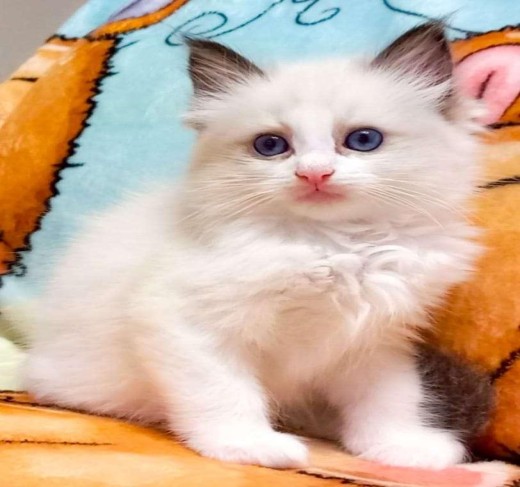 Ragdoll kittens for sale