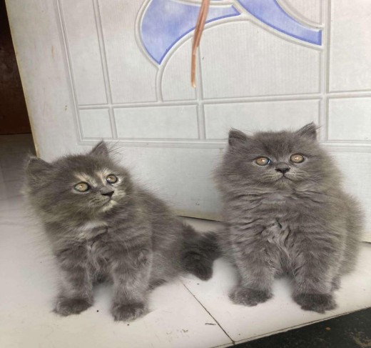 British Longhair Kittens For Sale