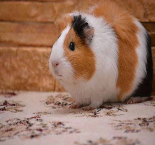 Guinea Pigs for sale
