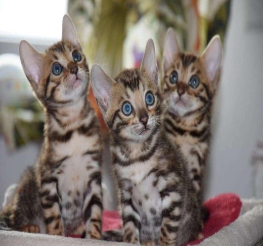 Bengal Kittens For Sale