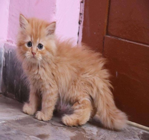 Persian Kittens For Sale