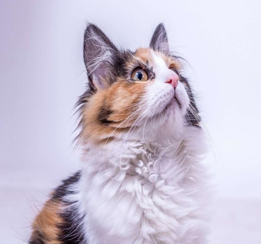 Calico kittens for sale