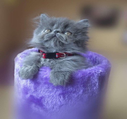 Persian Kittens For Sale