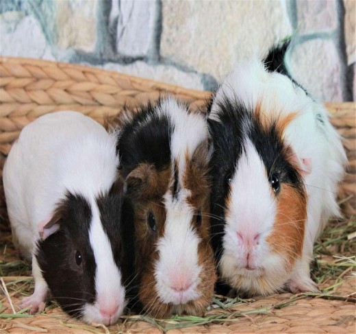 Guinea Pigs for sale