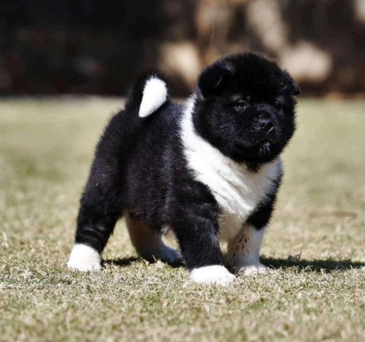 Akita Puppies For Sale