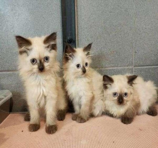 Himalayan kittens for sale