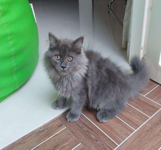 British Longhair Kittens For Sale