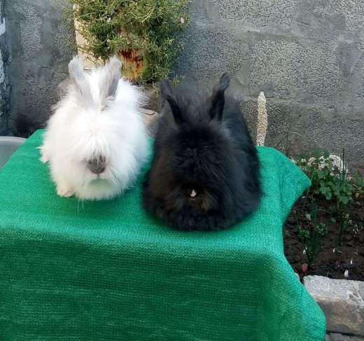 Angora Rabbits For Sale