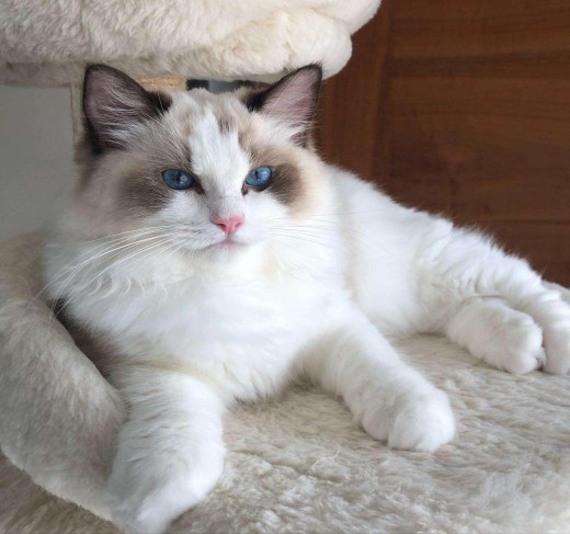 Ragdoll kittens for sale
